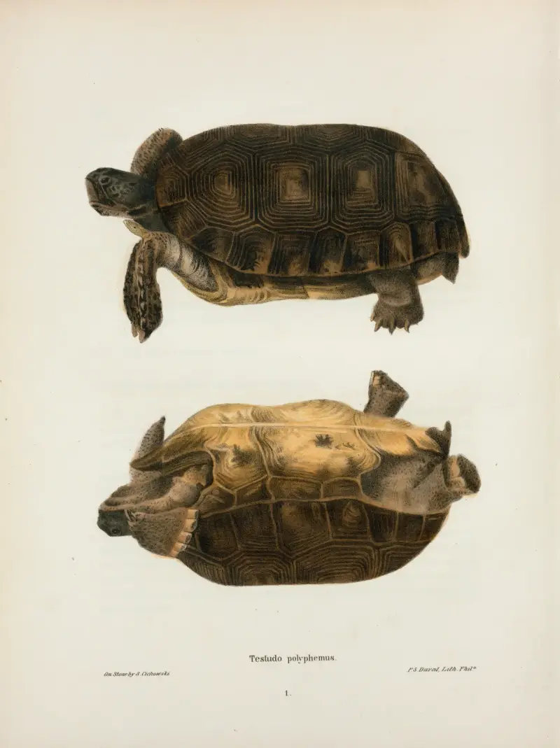 Emys rubriventris von John Edwards Holbrook