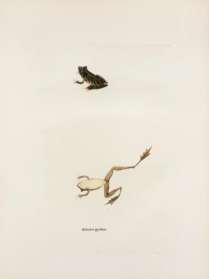 Hylodes gryllus av John Edwards Holbrook