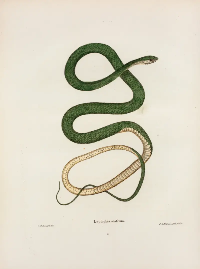 Leptophis oestivus, John Edwards Holbrook