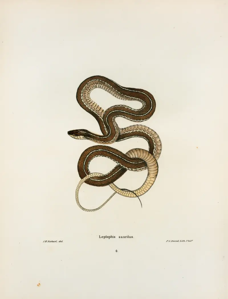 Leptophis sauritus., John Edwards Holbrook