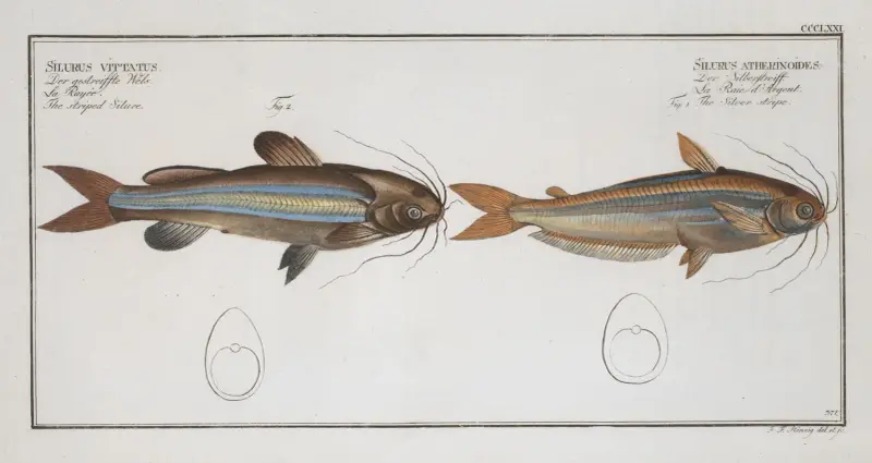 1. Silurus atherinoides, Srebrny pasek; 2. Silurus vittatus, Pręgowany sum, Marcus Elieser Bloch