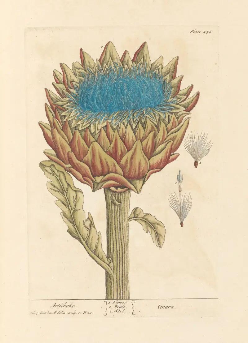 Artichoke av Elizabeth Blackwell