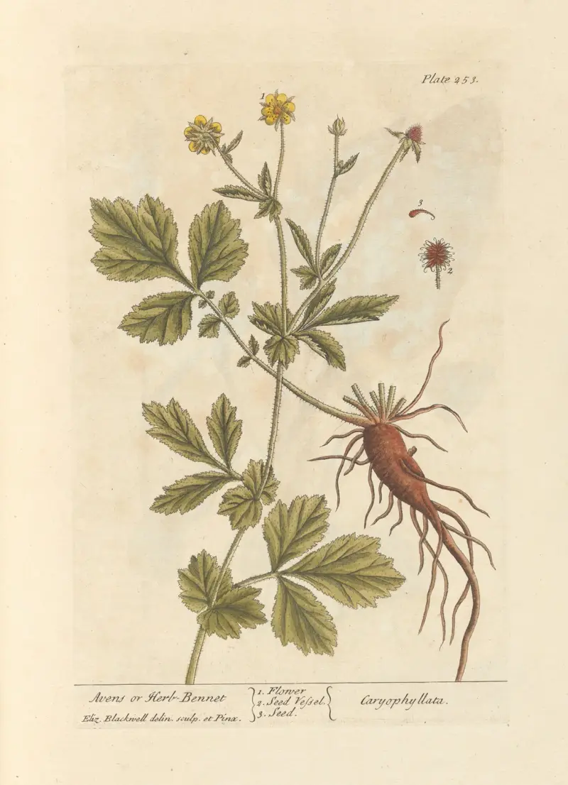 Nejlikrot eller humleblomster av Elizabeth Blackwell