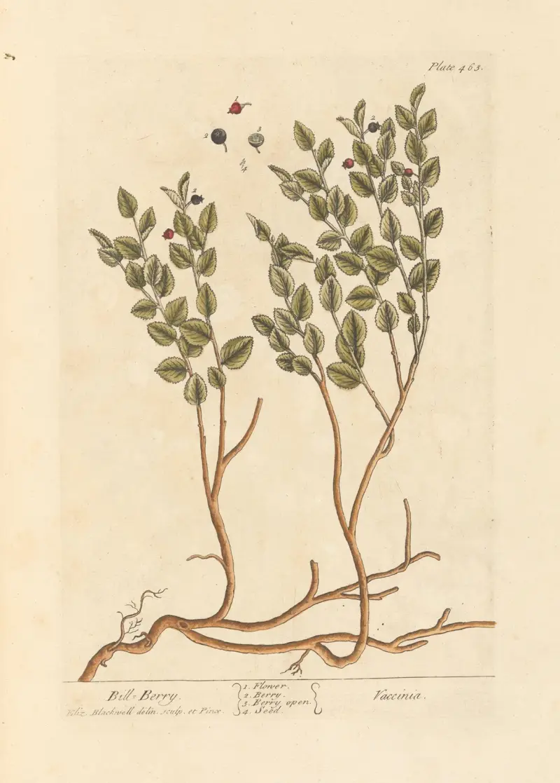 Bill berry av Elizabeth Blackwell