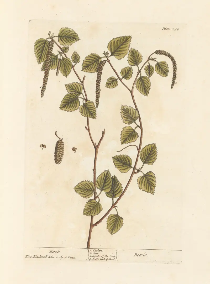 Birke von Elizabeth Blackwell