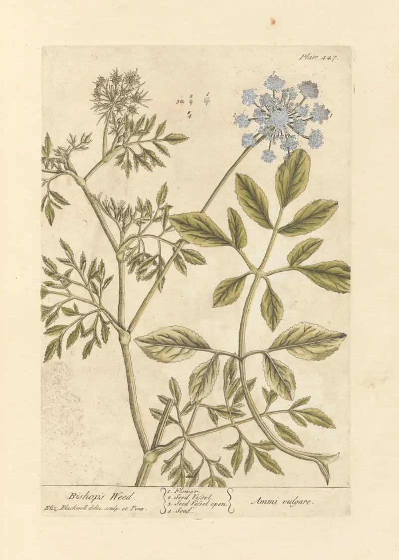 Bischofskraut von Elizabeth Blackwell
