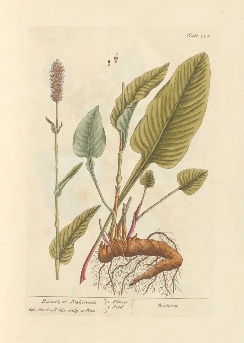 Wiesenknöterich oder Schlangenknöterich von Elizabeth Blackwell