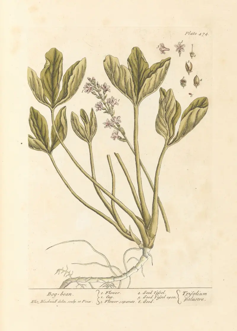 Bog bean av Elizabeth Blackwell
