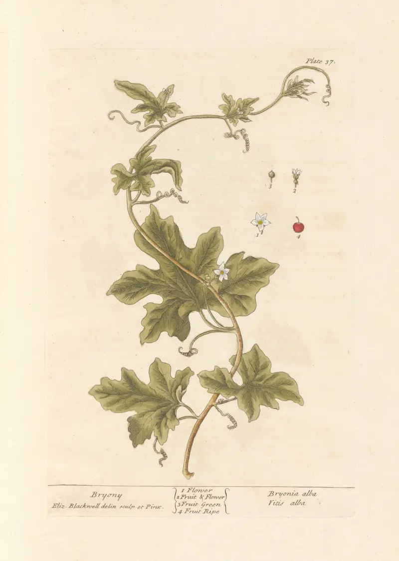 Bryony av Elizabeth Blackwell