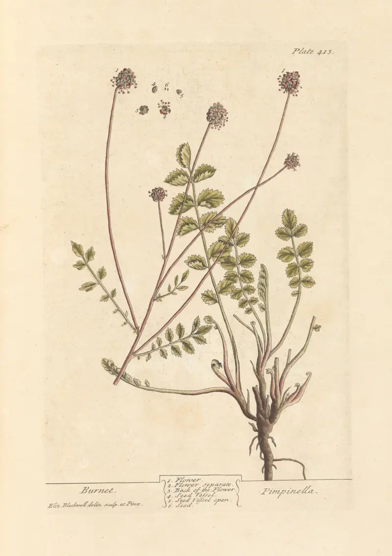 Kardeborste von Elizabeth Blackwell