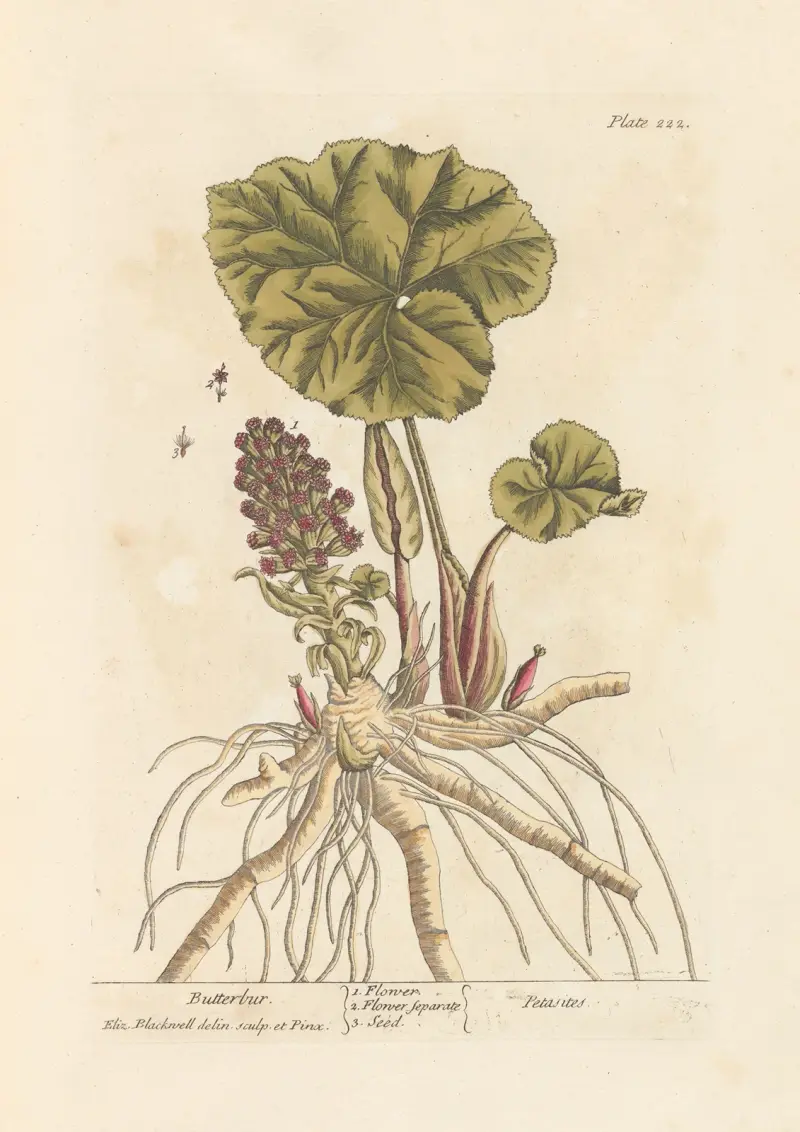 Butterbur av Elizabeth Blackwell