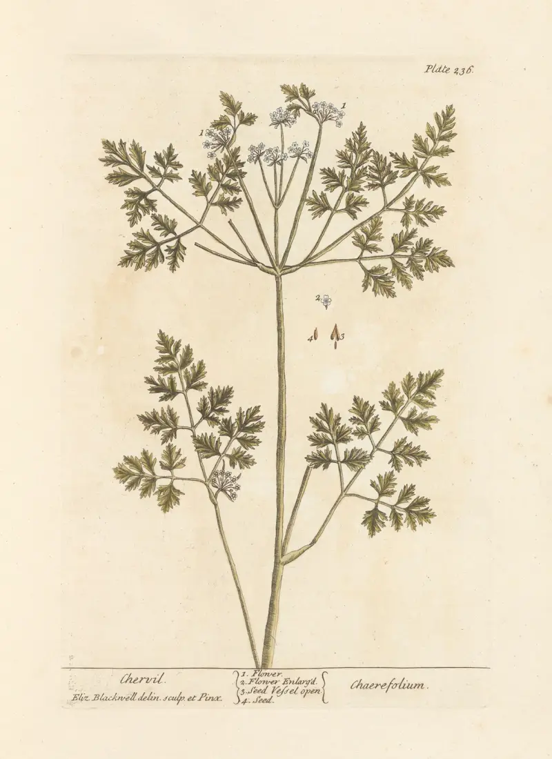 Chervil av Elizabeth Blackwell