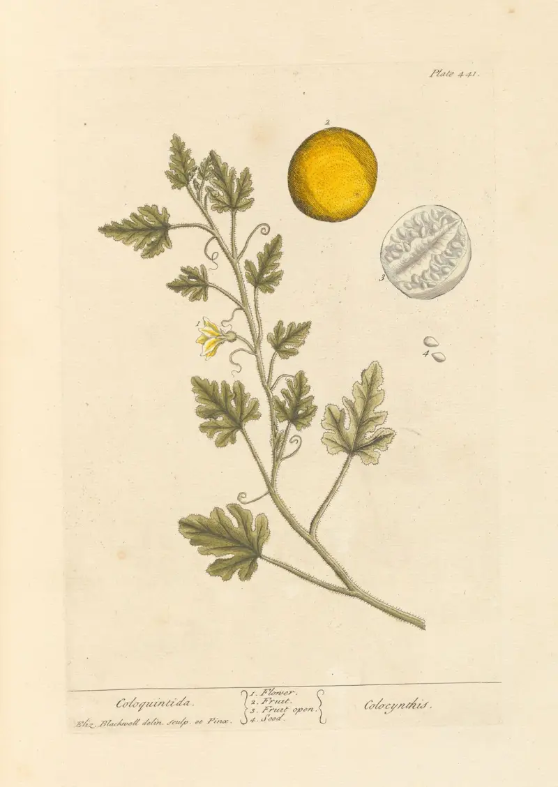 Kolokvinta, Elizabeth Blackwell