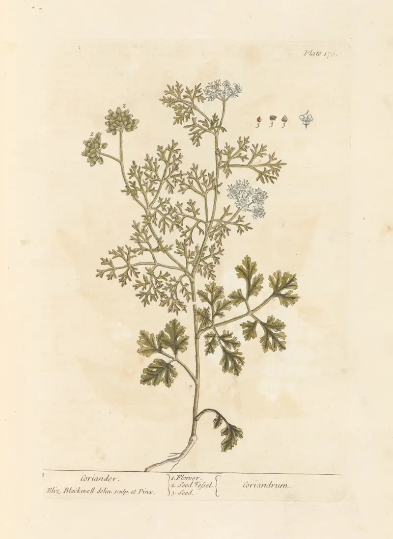 Koriander von Elizabeth Blackwell