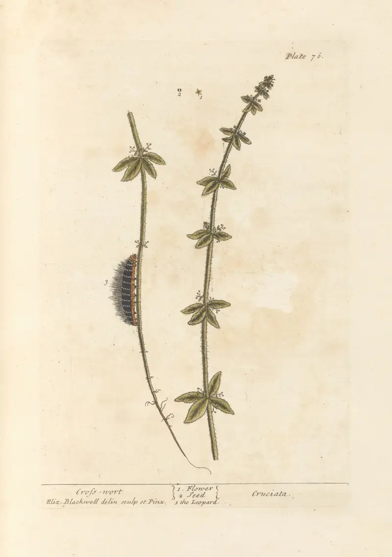 Cross-wort av Elizabeth Blackwell