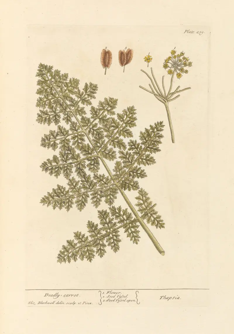 Deadly carrot av Elizabeth Blackwell