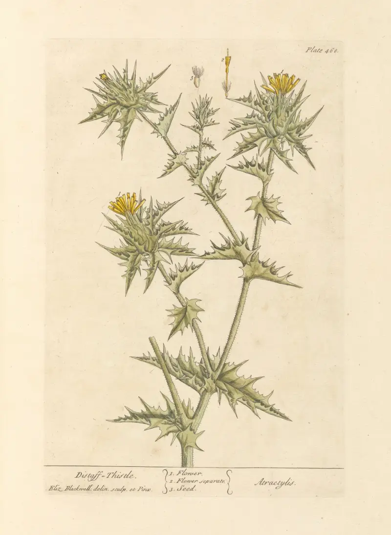 Distaff thistle av Elizabeth Blackwell