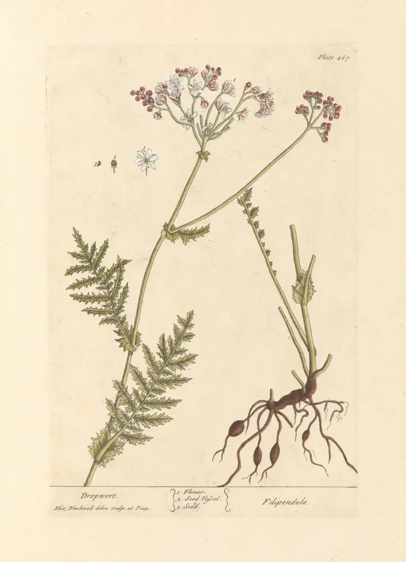 Dropwort, Elizabeth Blackwell