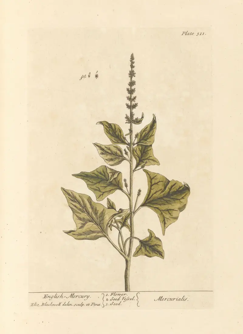 English mercury av Elizabeth Blackwell