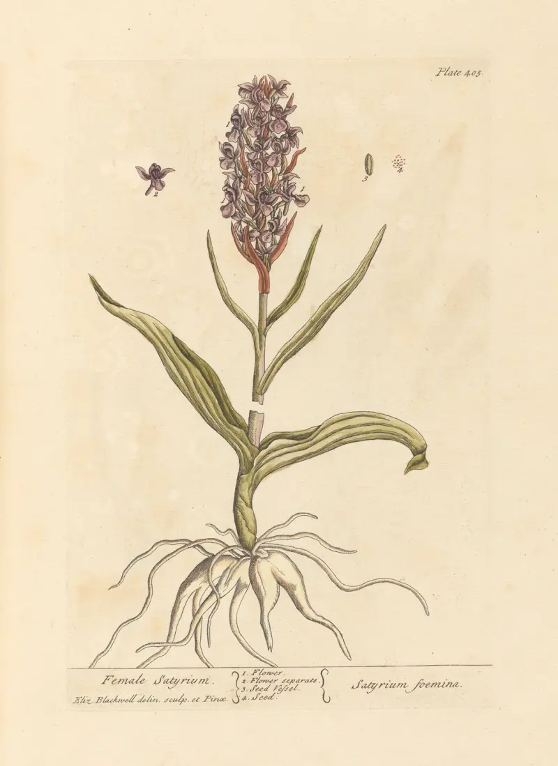Weibliches Satyrium von Elizabeth Blackwell