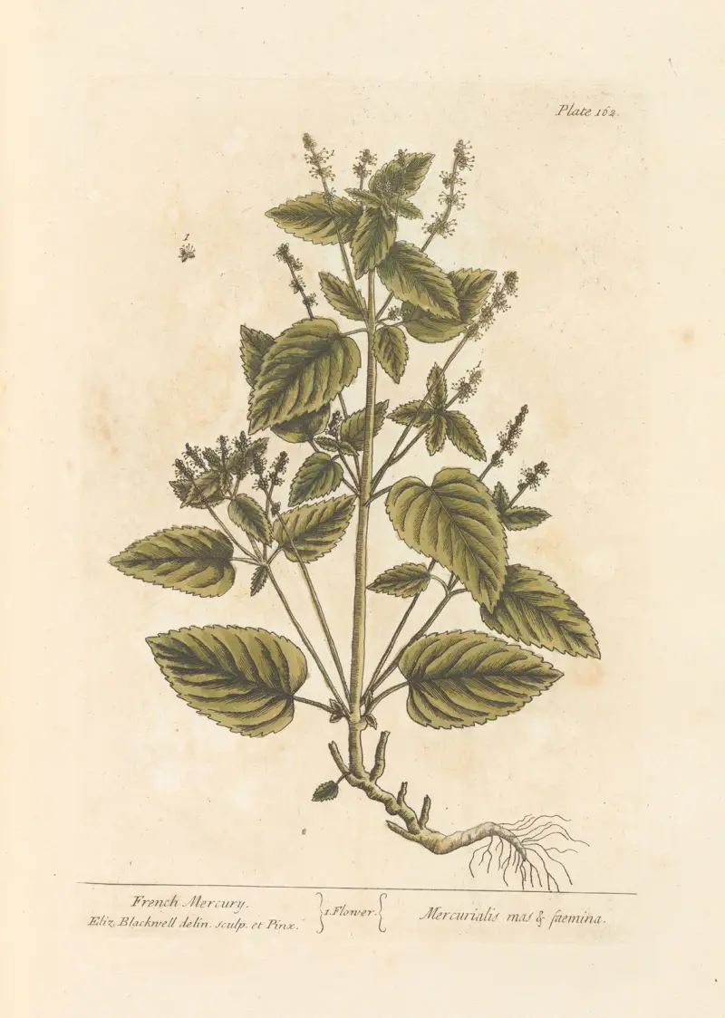 French Mercury av Elizabeth Blackwell