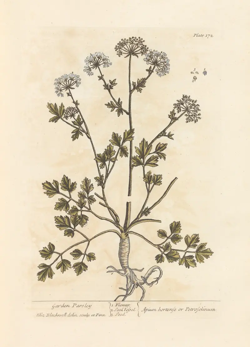 Garden parsley av Elizabeth Blackwell