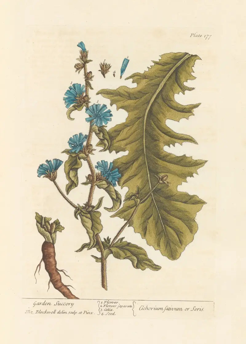 Garden succory av Elizabeth Blackwell