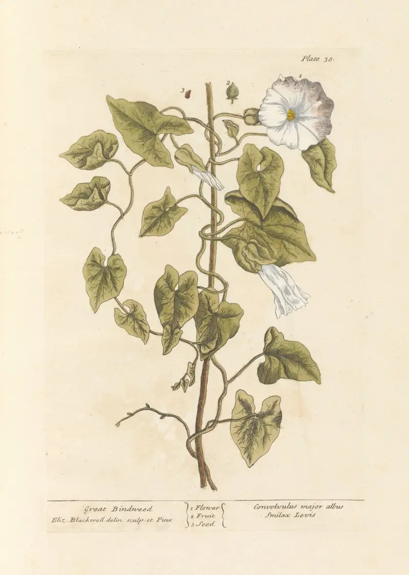 Große Winde von Elizabeth Blackwell