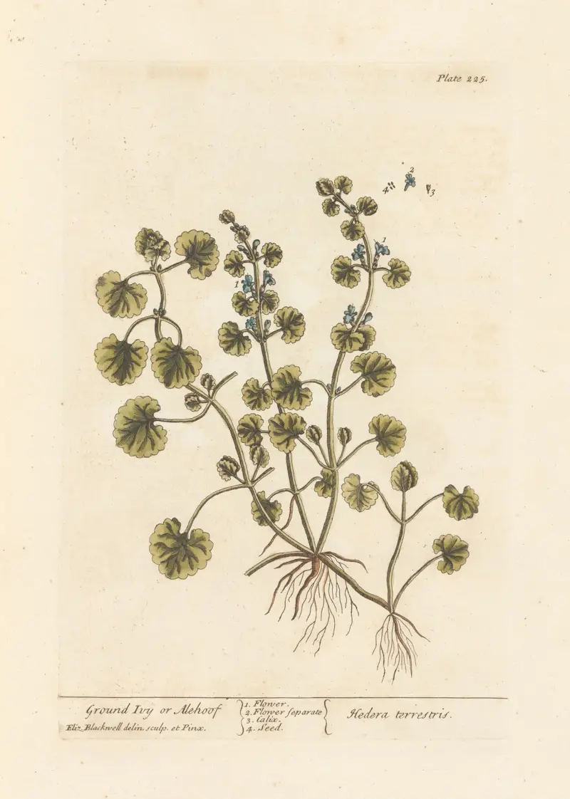 Ground ivy or alehoof av Elizabeth Blackwell