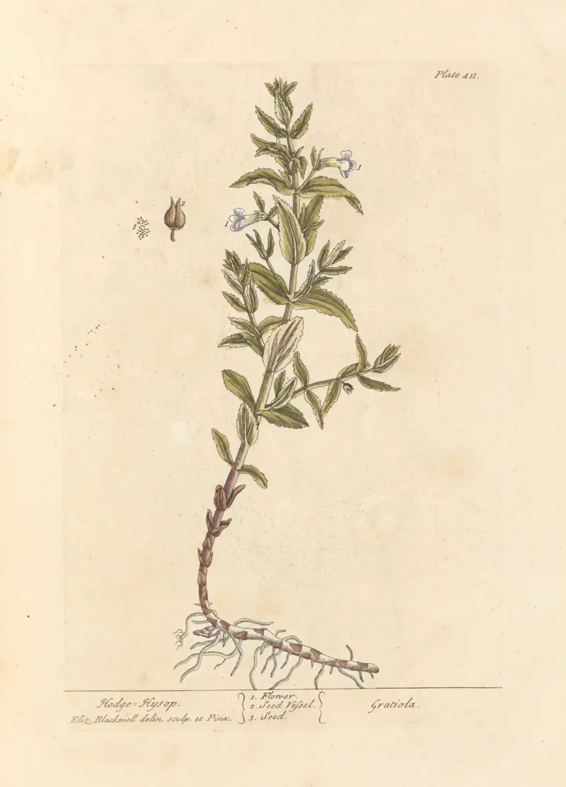 Hedge hyssop av Elizabeth Blackwell