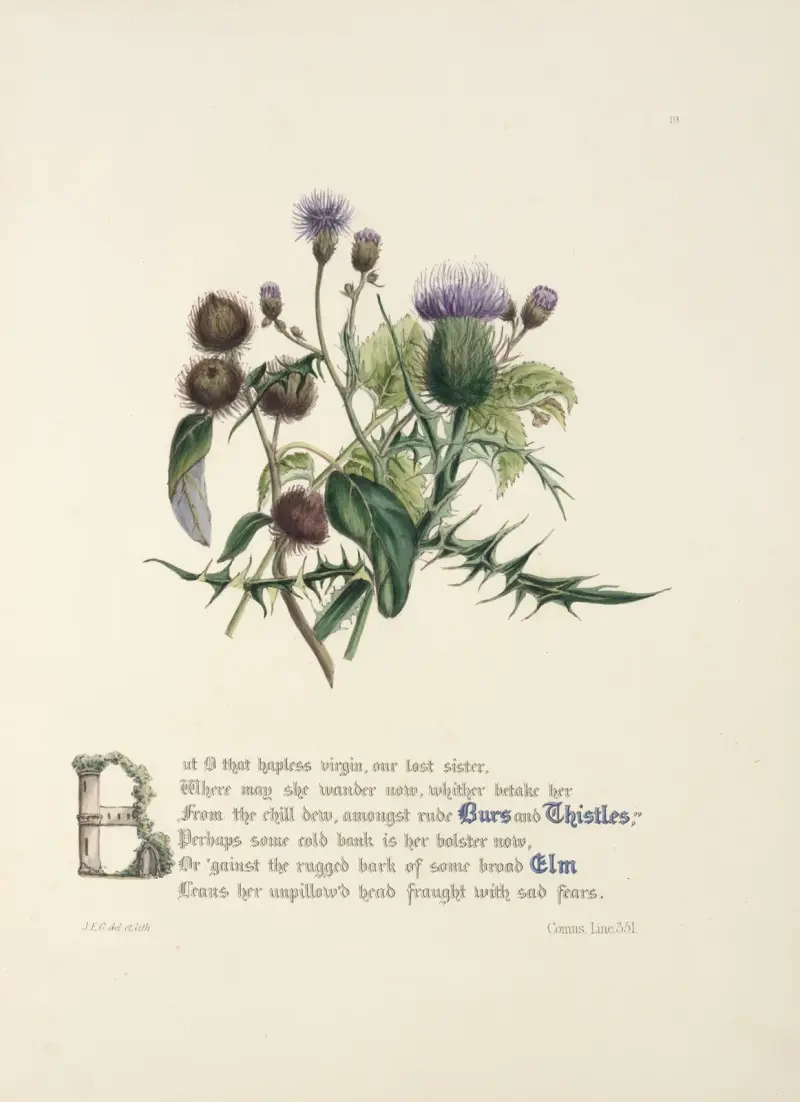 Kardborrar och tistlar, alm av Jane Elizabeth Giraud