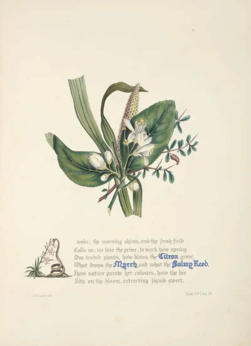 Citron, myrra och välluktande kalmus av Jane Elizabeth Giraud