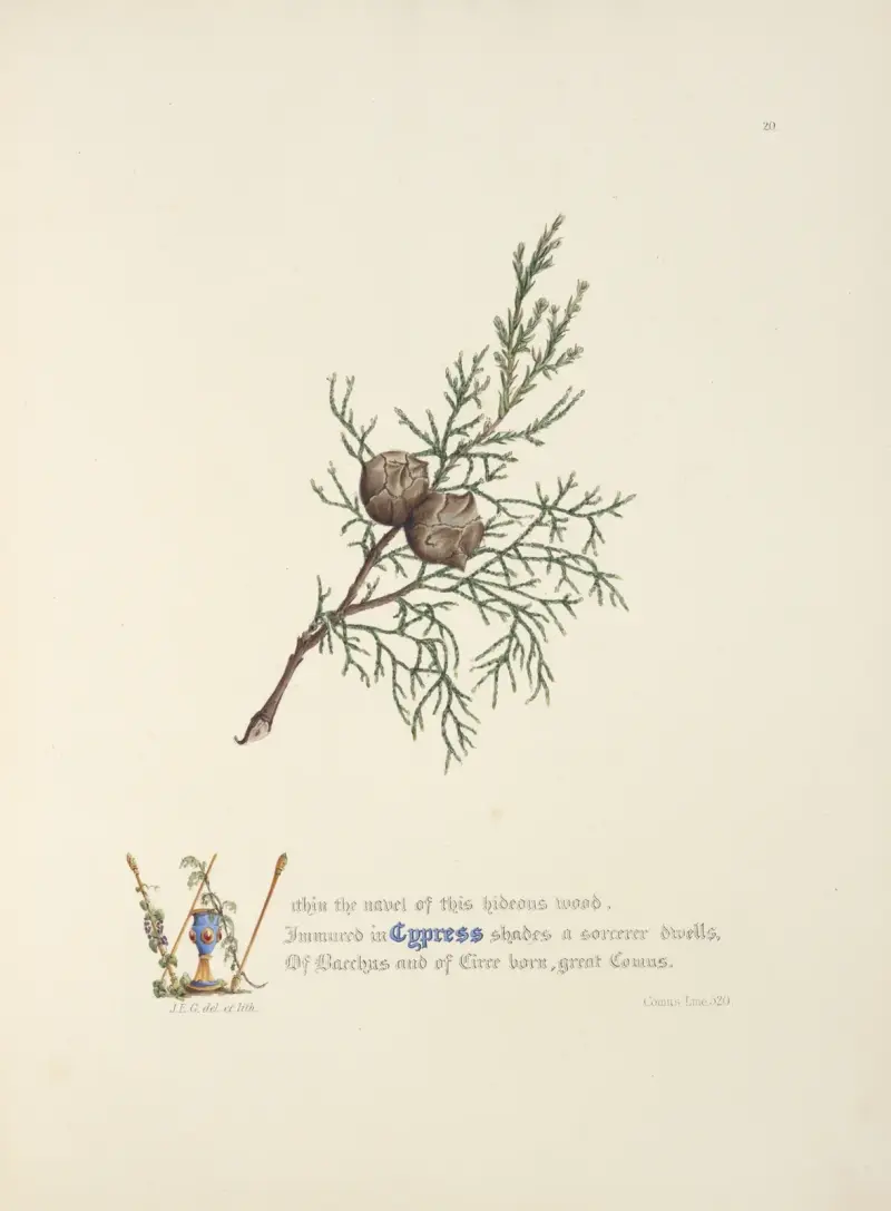 Cypřiš, Jane Elizabeth Giraud