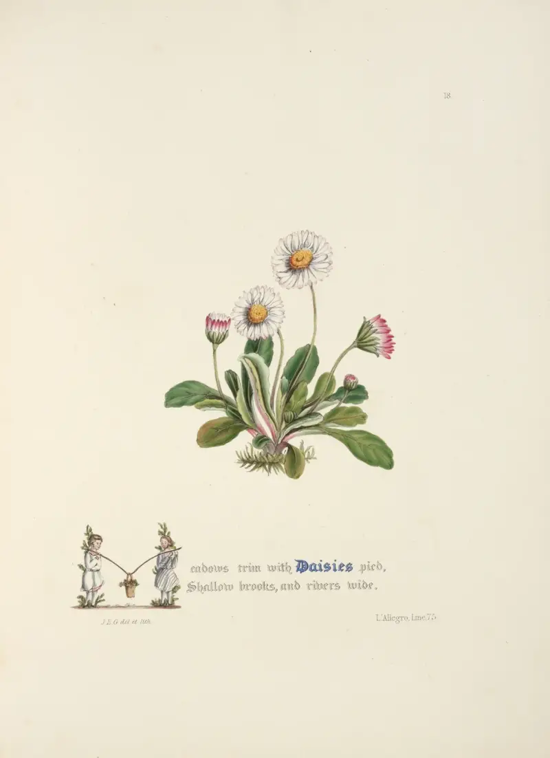 Sedmikrásky, Jane Elizabeth Giraud