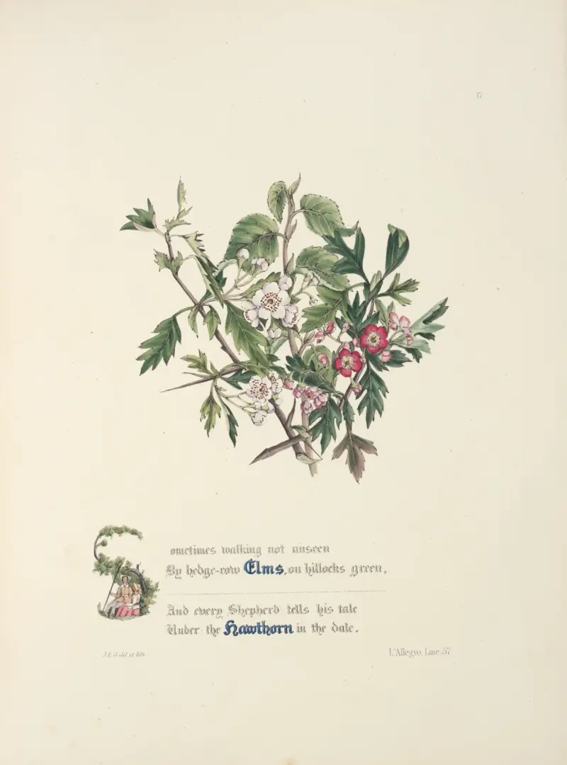 Elms and hawthorns av Jane Elizabeth Giraud