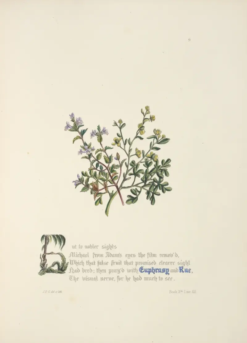 Euphrasy and rue. von Jane Elizabeth Giraud