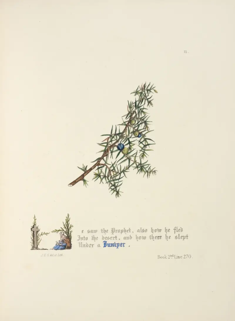 Jałowiec, Jane Elizabeth Giraud