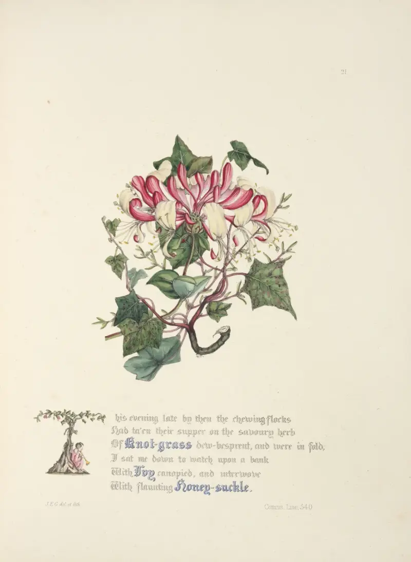 Vogelknöterich, Efeu und Geißblatt von Jane Elizabeth Giraud