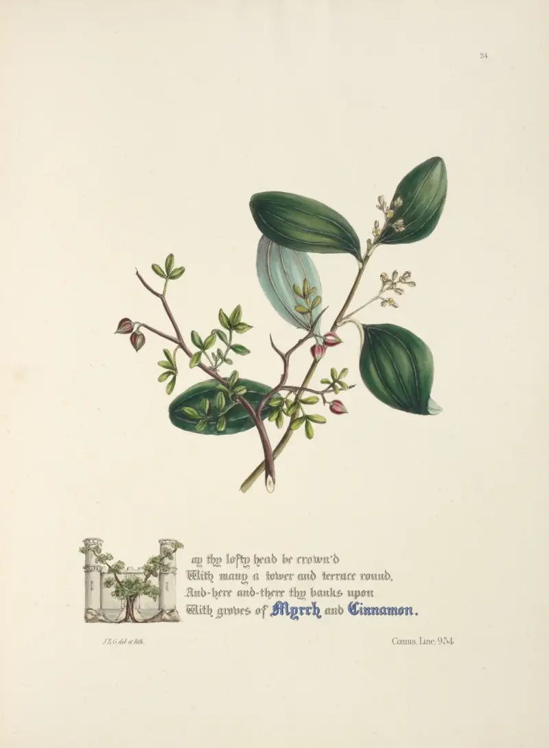 Myrra och kanel av Jane Elizabeth Giraud