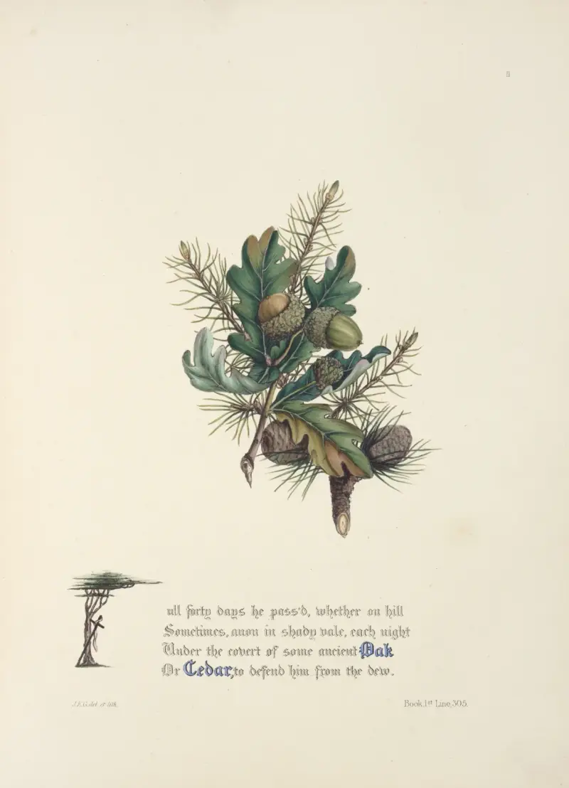 Oak and cedar av Jane Elizabeth Giraud