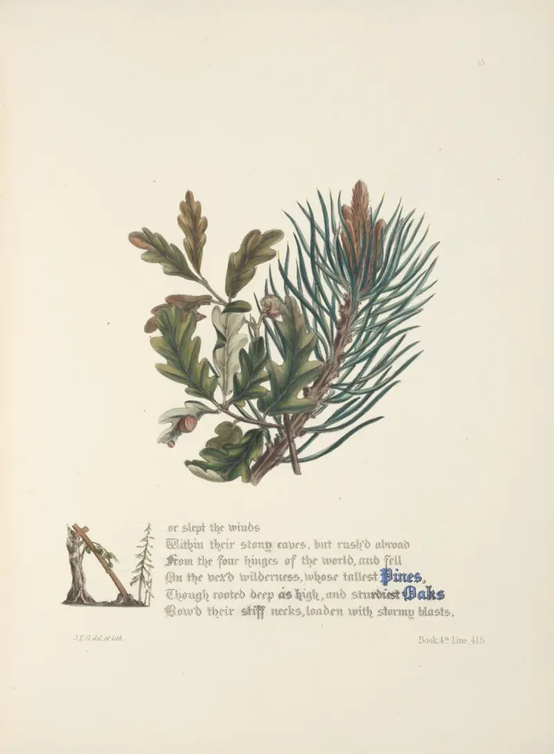 Pines and oaks av Jane Elizabeth Giraud