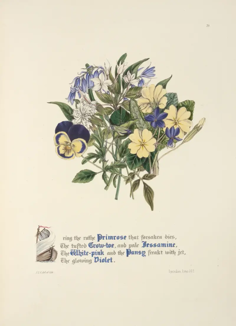 Primel, Klettertörel, Jasmin. Weißrosa, Stiefmütterchen und Veilchen von Jane Elizabeth Giraud