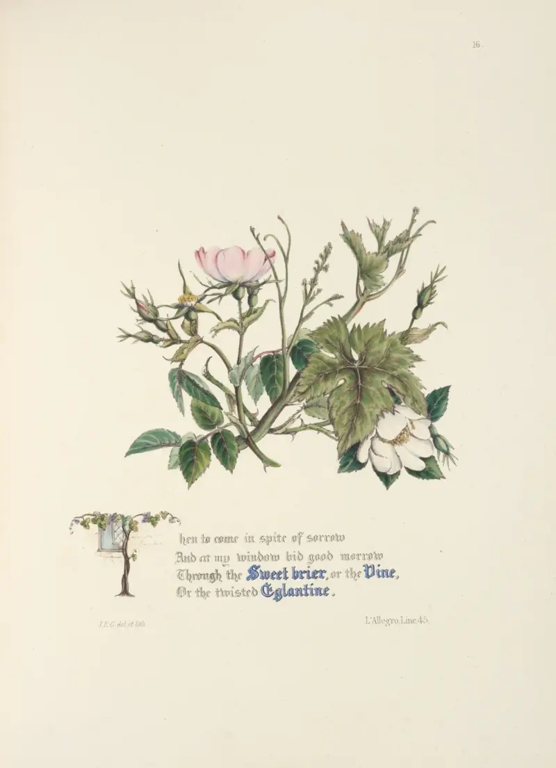 Hundsrose, Heckenrose und Weinrebe von Jane Elizabeth Giraud