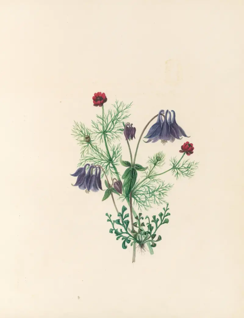 Blomsterfesten, plansch 5 av Jane Elizabeth Giraud