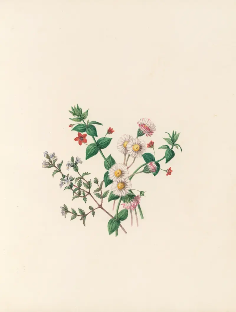 Blomsterfesten, plansch 7 av Jane Elizabeth Giraud