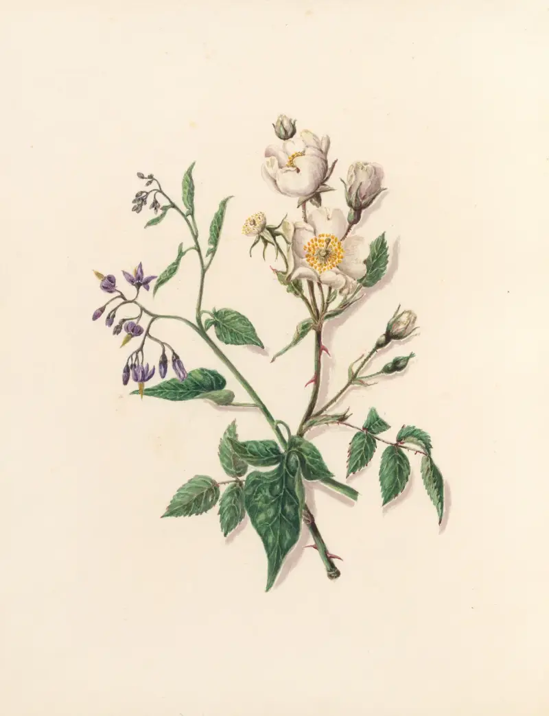 Blomsterfesten, plansch 11 av Jane Elizabeth Giraud