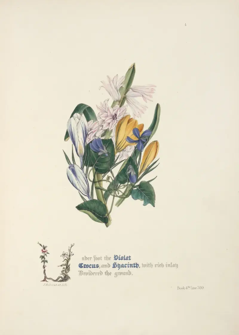 Violet, crocus and hyacinth av Jane Elizabeth Giraud