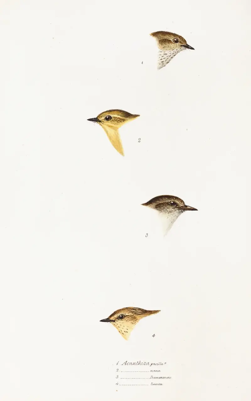 Eine Übersicht der Vögel Australiens und der angrenzenden Inseln, Tafel 59 von Elizabeth Gould