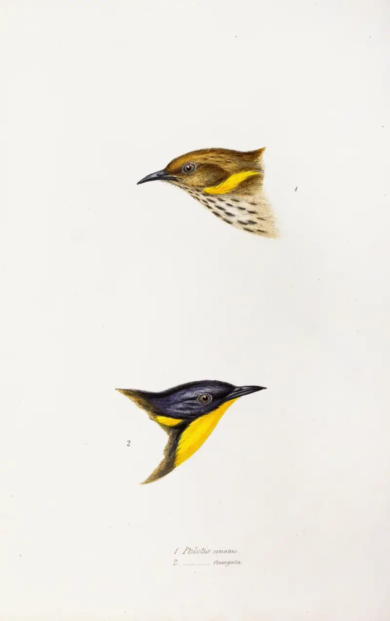 Eine Übersicht der Vögel Australiens und der angrenzenden Inseln, Tafel 72 von Elizabeth Gould