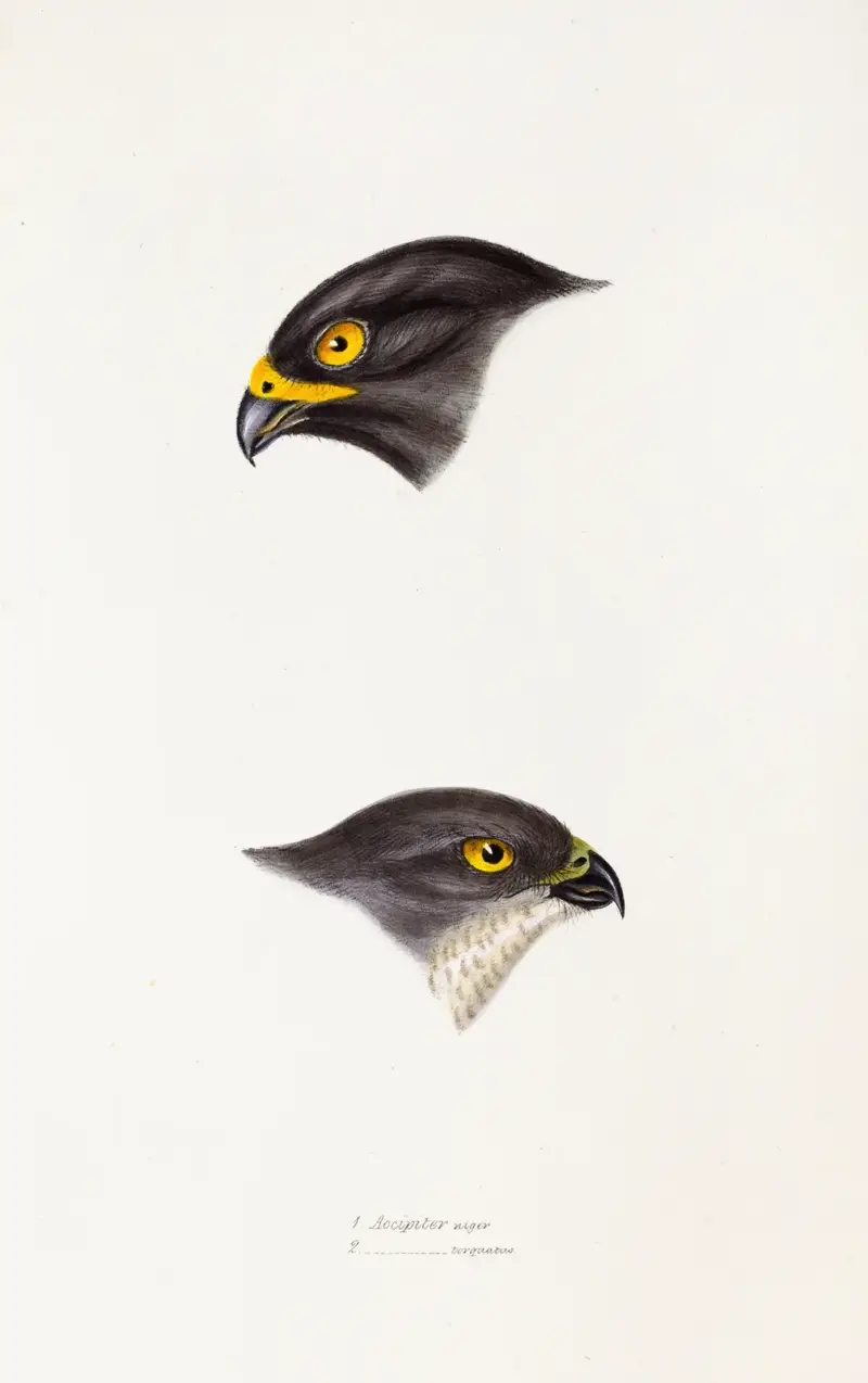 Eine Übersicht der Vögel Australiens und der angrenzenden Inseln, Tafel 45 von Elizabeth Gould